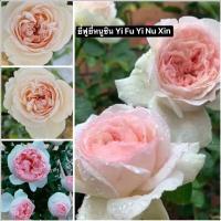 ราคา กุหลาบ-ยี่ฟูยี่หนูซิน Yi Fu Yi Nu Xin เปลี่ยนสี ไร้หนาม-หนามน้อย ทรงถ้วย หอมแรง (29669711161)