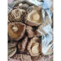 ราคา เห็ดหอมลายญี่ปุ่น ขนาด 500 กรัม หอม หนา กรอบ ลายขาวดอกใหญ่ (23982635380)