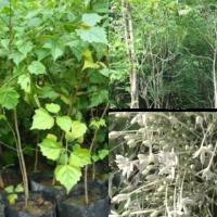 ราคา ต้นปีบ(กาสะลอง)ขนาด50ซม(1ชุด2ต้น) (7437889759)