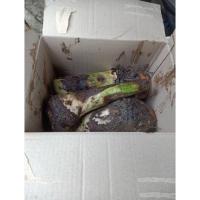 ราคา หน่อกล้วยหอมทอง ชุด 5 หน่อ 60 บาท (3781087453)