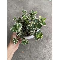 ราคา ต้นมหาเฮงด่างโชค9ชั้น (13732313103)