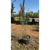 ราคา ต้นทับทิมแคระไม้มงคล (25406729698)