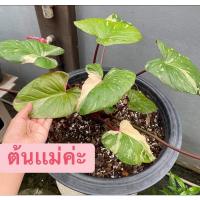 ราคา เสน่ห์จันทร์ประกายดาวด่างชมพู (10354265791)