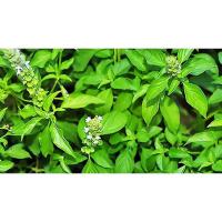 ราคา ใบแมงลักเก็บสดออแกนิคบรรจุ100กรัม (40352203338)