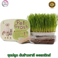 ราคา neko care หญ้าแมวสำหรับปลูกเอง ชุดปลูกหญ้าแมว จากเมล็ดข้าวสาลี ยี่ห้อ pet grass สะอาดปลอดภัยไม่มีสารพิษ (20379596892)