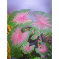 ราคา บอนช้างเผือกใบบัว ราคาถูก (9075953412)