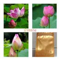 ราคา เมล็ดพันธุ์บัวหลวงสีชมพู (3832686415)
