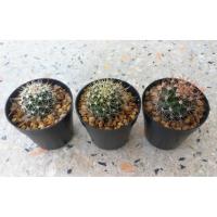ราคา ชุด 3 ต้น แมม นิโวซ่า <หนามทอง / หนามเงิน / หนามทองแดง> Mammillaria nivosa แคคตัสราคาถูก (5664486427)