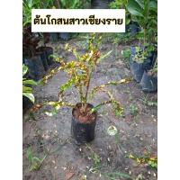 ราคา ต้นโกสน โกสน สาวเชียงราย (41701616404)