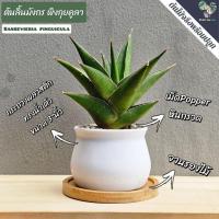 ราคา ต้นลิ้นมังกรพิงกุยSansevieria Pinguicula (ต้นไม้ฟอกอากาศ) พร้อมกระถาง+จานรอง+หินเกล็ด (21884962705)