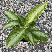 ราคา ต้น บัลลังเงิน ไม้มงคล แบบถุง ไม้มงคล เสริมโชค ✨ (6341261817)