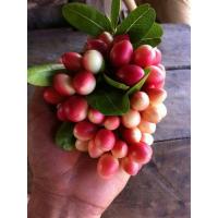 ราคา #มะม่วงหาวมะนาวโห่ (4706203753)