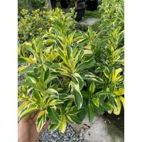 ราคา ต้นแก้วมุกดาด่าง กระถาง 15 นิ้ว (28751652225)