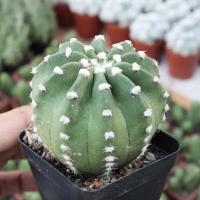 ราคา อิชินอป นูปต้า‼️CACTUS อิชินอป บอลลูน #Echinopsis Subdenudata❤️ (8929936275)