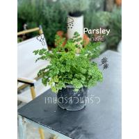 ราคา ต้นพาสเลย์ใบหยิก Curled Parsley (6906954823)