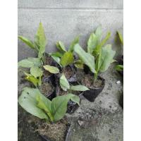 ราคา ต้นเศรษฐีเงินล้าน ต้นเศรษฐี (5650179313)