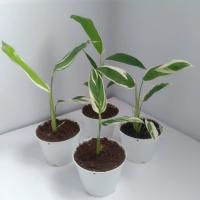 ราคา ต้นมันสาคูด่าง ไม้ด่าง ราคาถูก ไซส์ 4 นิ้ว (8485656885)