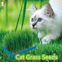ราคา หญ้าแมว (เมล็ดพันธุ์ 50 เมล็ด) เมล็ดพันธุ์ส่งตรงจากไร ชุดปลูกต้นอ่อนข้าวสาลี ข้าวสาลีสำหรับ หมา แมว หนู กระต่าย นก (29155897032)