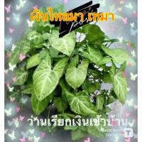 ราคา ว่านเงินไหลมาเทมา ด่างขาว ว่านเรียกเงินเข้าบ้าน ไม้มงคลนำโชค ปลูกในน้ำ หรือ ในดินได้ ฟอกอากาศในห้องนอนได้ดี เลี้ยงง่าย (15793486073)