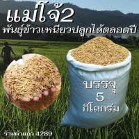 ราคา เมล็ดพันธุ์ข้าวเหนียว แม่โจ้2 บรรจุ 5 กก. พันธุ์ข้าวเหนียวอย่างดี ปลูกได้ทั้งนาปีและนาปรัง ปลูกเองขายเองโดยวิธีธรรมชาติ (24957271705)