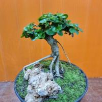 ราคา บอนไซ เพรมน่าไต้หวัน ขนาดกระถาง 4 นิ้ว (16093573810)