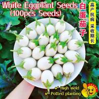 ราคา 100เมล็ด เมล็ดมะเขือไข่เต่าขาว White Eggshape Eggplant Seeds Vegetable มะเขือเปราะ เมล็ดพันธุ์มะเขือไข่เต่า พันธุ์ผัก (26730468597)