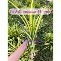 ราคา พันธุ์เตยด่าง เตยทอง ต้นใหญ่ (12922889613)