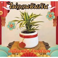 ราคา ต้นไผ่กวนอิมเงิน ต้นไม้นามมงคล + กระถาง พร้อมตกแต่ง (10085534146)