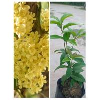 ราคา ต้นหอมหมื่นลี้ดอกหอมไกลหอมสดชื่นดอกสีขาวนวล (8179030068)