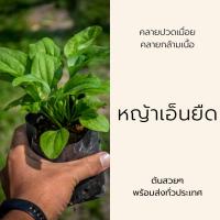 ราคา หญ้าเอ็นยืด ขนาดถุงชำ 3x 5 นิ้ว ต้นสวยลงดินได้เลย (18164808981)