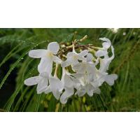 ราคา ต้นลีลาวดี filifolia ลีลาวดีที่มีใบเหมือนต้นสน สายพันธุ์จากประเทศคิวบา (21589286595)