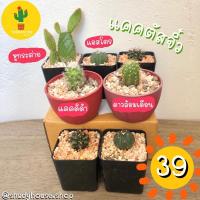 ราคา cactus แคคตัส กระบองเพชร ราคาถูก (3544499332)