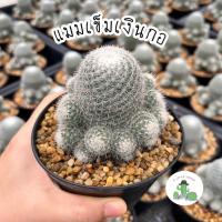 ราคา A Little cactus| แมมเข็มเงินกอ แคคตัส กระบองเพชร (40002253429)