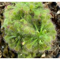 ราคา หยาดน้ำค้าง Drosera spatulata พืชกินแมลง กระถาง 3 นิ้ว (8591856999)