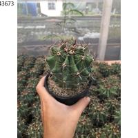 ราคา กระถางกระบองเพชร กระบองเพชร ◈เฟอโรเล็บเหยี่ยว ไซส์ใหญ่ กระบองเพชร และไม้อวบน้ำ⊿ (3192683281)