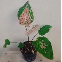 ราคา บอนสี ฮกหลง ในกระถาง4" (4937316041)