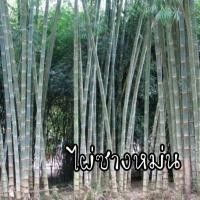 ราคา เมล็ดพันธุ์ไผ่ซางหม่น (ชุดทดลองปลูก )พร้อมคู่มือการปลูก (7228352860)