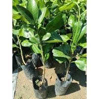 ราคา ต้นส้มโอทับทิมสยาม (เสียบยอด) (5362673269)