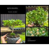 ราคา หูกระจงแคระ แผ่บารมี กระถาง 3" (Black Afara) บอนไซ mini bonsai (22081041999)