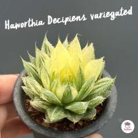 ราคา Haworthia Decipiens variegated ฮาโวเทีย ไม้อวบน้ำ กุหลาบหิน cactus&succulentหลากหลายสายพันธุ์ (11399723213)