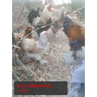 ราคา ไข่เชื่อไก่ยักษ์บราม่า6ฟองแท้จากตุรกีจัดส่งใน2วัน (20879017097)