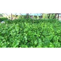 ราคา ต้นกล้า ขึ้นฉ่าย ต้นละ 10บาท ซื้อ 10แถม 2 คึ่นช่าย ขึ้นฉ่ายเชื่อกันว่าอาจมีส่วนช่วยรักษาและป้องกันโรคต่าง ๆ (27022315272)