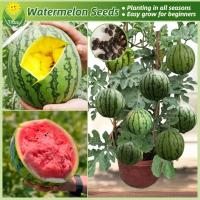 ราคา 20เมล็ด/แพ็ค เมล็ดพันธุ์ แตงโม เมล็ดแตงโม (Mixed Watermelon Seeds) บอนไซ เมล็ดผลไม้ พันธุ์ผลไม้ เมล็ดพันธุ์ผลไม้ (28383965489)