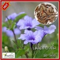 ราคา 50 ฝัก เมล็ดต้อยติ่ง ต้อยติ่ง อังกาบ เป๊าะแป๊ะ เมล็ดอังกาบ เมล็ดเป๊าะแป๊ะ (27855564714)