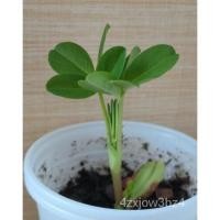 ราคา เมล็ด ถั่วลิสงเพาะถั่วลิสงของคุณเอง10เมล็ดคุณภาพสูง เพาะ เพาะ (23439261287)