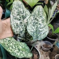 ราคา ต้นมรดกโลก ทรงสวยลายใบชัดเจน ส่งพร้อมกระถาง 6 นิ้ว (42002208451)