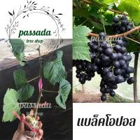 ราคา กิ่งองุ่น ติดตา พันธุ์แบล็คโอปอล (7285043640)