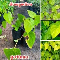 ราคา ต้นพลูเหลือง ต้นละ39บาท ต้นพร้อมปลูก (28021920511)