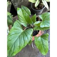 ราคา ว่านเสน่ห์จันทร์หอม ไม้มงคล ขนาดกระถาง 8 นิ้ว(ฟอร์มสวยมาก) (12512835724)