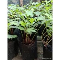 ราคา ต้นจิงจูฉ่าย จิงจูฉ่ายออร์แกนิคในถุงขนาด3" สมุนไพรมากสรรพคุณ พร้อมส่ง (19171897181)